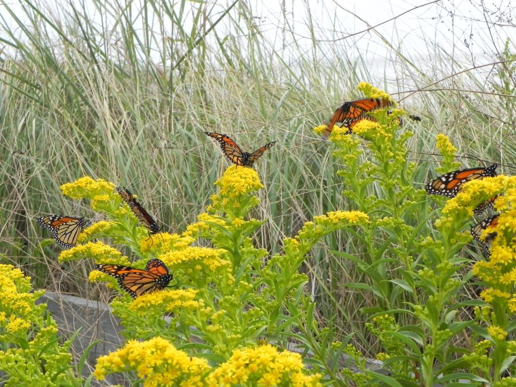 Monarchs on Goldenrod