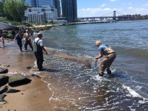 Seining in the East River.