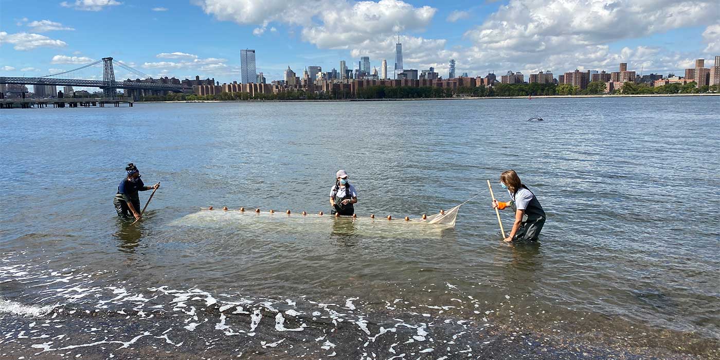 volunteers seining in the East River off Bushwick Inlet Park during City of Water Day 2020