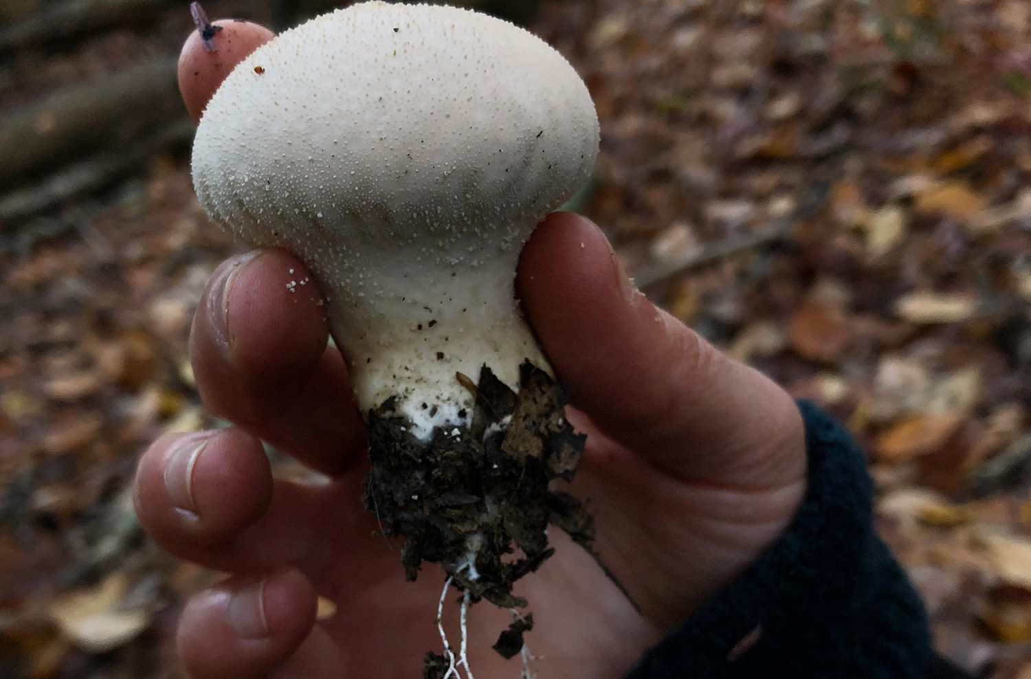 mushroom with roots in hand