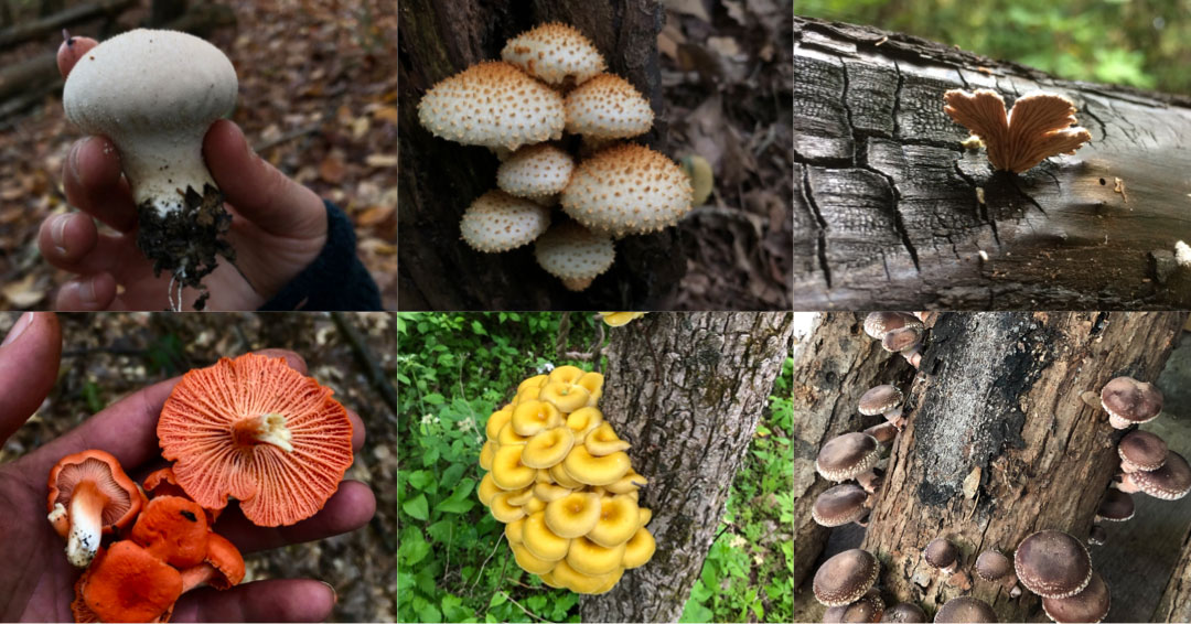 closeup of six fungi species