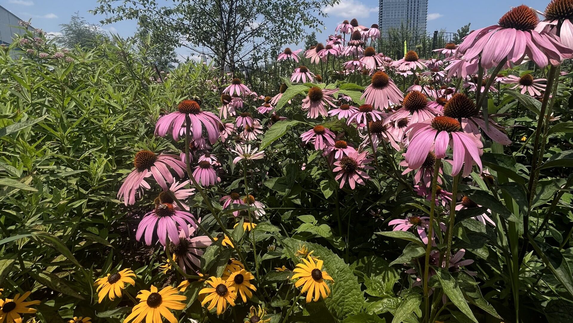 Purple coneflowers and Black-eyed Susans