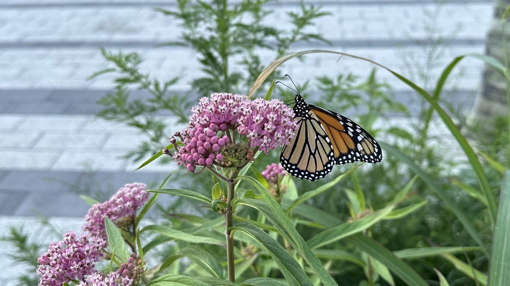 Monarch butterfly feeding on a swamp milkweed plant in Bushwick Inlet Park